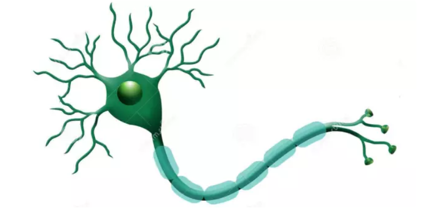 然后将其转化为一个输出结果,下图为生物学上的神经元结构示意图